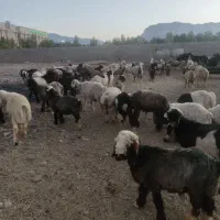 فروش بره نر درجه یک صیح سالم
