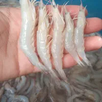 میگو درشت درجه یک پلویی