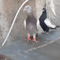 سار اوقون نر سینه سیاه ماده