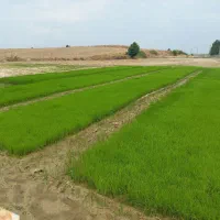 نهال شالی طارم ۷۵ روزه درجه یک