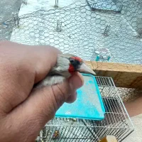 سهره کرمونی و دورگ