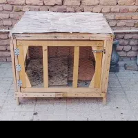 مرغ و خروس
