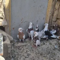 فروش کبوتر
