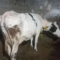 یک راس گاو هولشتاین