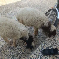 گوسفند