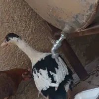 اردک