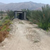 باغ-نخل