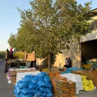 کشمش بیدانه مویز فخری حلوایی چرخشده