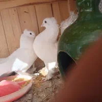 یک جفت چتری کاکلی  سفید سینه لرزون وزیبا