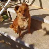 فروش سک|سگ|سپیدان, |دیوار