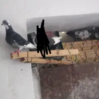 کفتر|پرنده|هندمینی, |دیوار