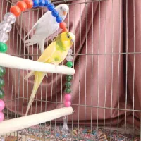 مرغ عشق