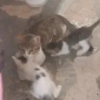 گربه