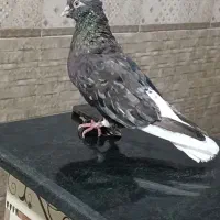 کبوتر