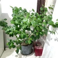 گل ختمی چینی