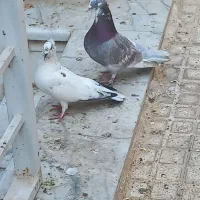 کفتر|پرنده|یزد, |دیوار