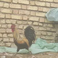 خروسلریعشایری