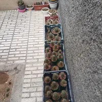 فروش کاکتوس