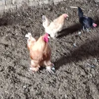 مرغ خروسه برهما