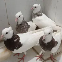 کفتر جوجه طوقی