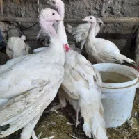 فروش انواع طیور با چک ثبتی