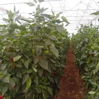 تربار|خدمات باغبانی و درختکاری|رودخانه, |دیوار