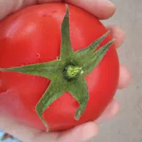 پاک کردن سبزی ایناپذیرفته میشود