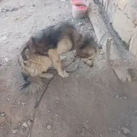 سگ.|سگ|میاندوآب, |دیوار