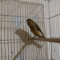 قناری سبز چمنی