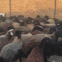 شیشک