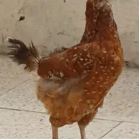 مرغ گلین و نیمچه گلین هفت رنگ چهل تاج اصیل