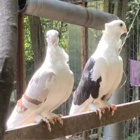 کبوتر