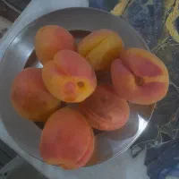 زردالو زنجان خوشمزه عسل