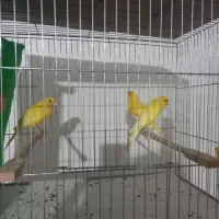 قناری ماده مست