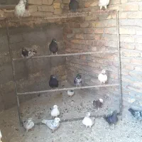کبوتر پرشی