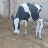 گاو با گوساله