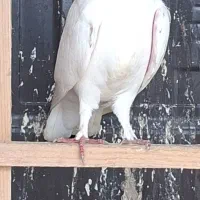 کبوتر