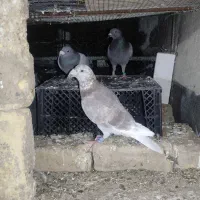 کفتر