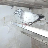 کبوتر