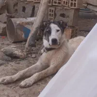 سگ.|سگ|کبودرآهنگ, |دیوار