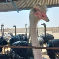 کارگر ساده