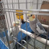 عروس هلندی جفت