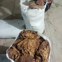 برگ زرد