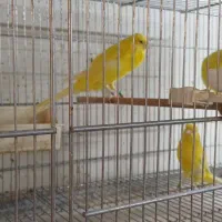 قناری رسمی بلند
