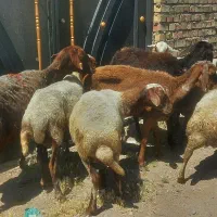 فروش گوسفند زنده