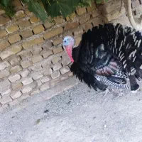 بوقلمون نر سالم
