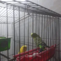 مرغ عشق فنچ قناری عروس هلندی مرغ کبوتر