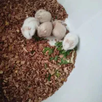 همستر چشم قرمز