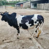 گاو