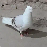 کفتر